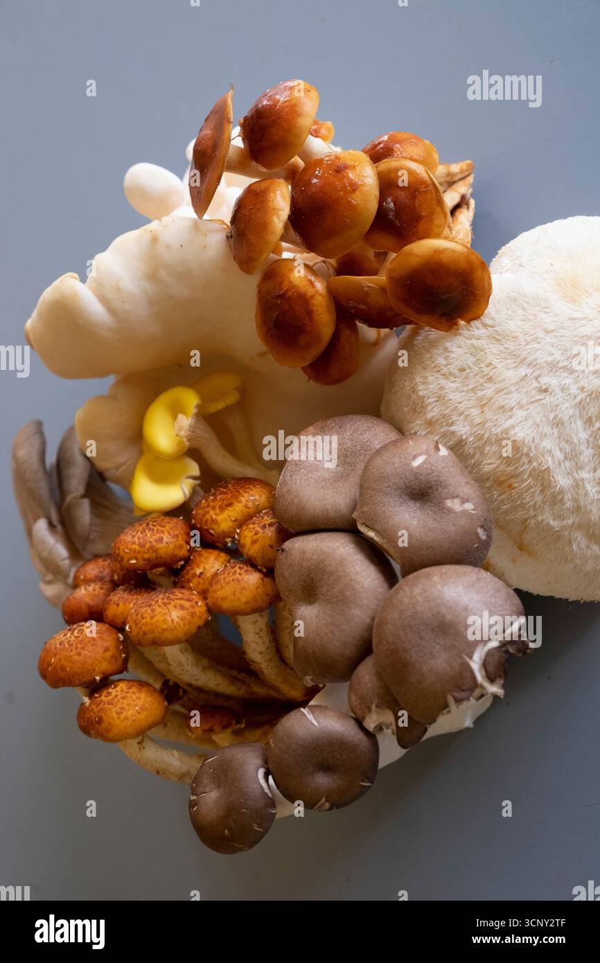 Un gruppo misto di funghi commestibili Foto Stock