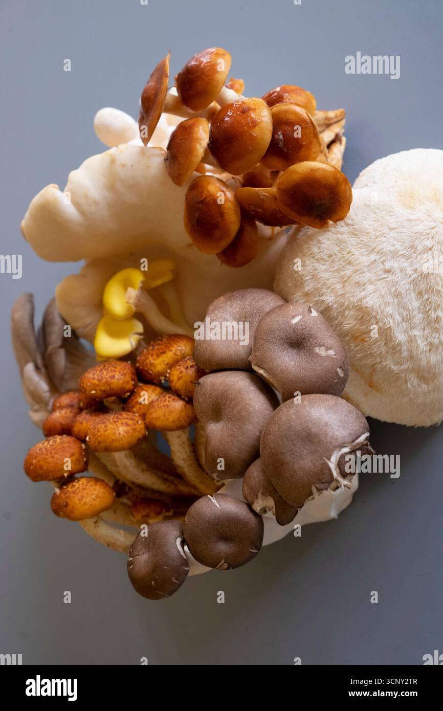Un gruppo misto di funghi commestibili Foto Stock