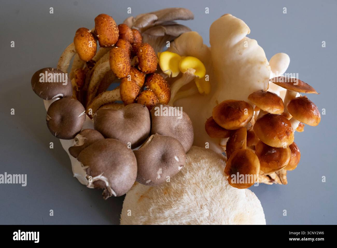 Un gruppo misto di funghi commestibili Foto Stock