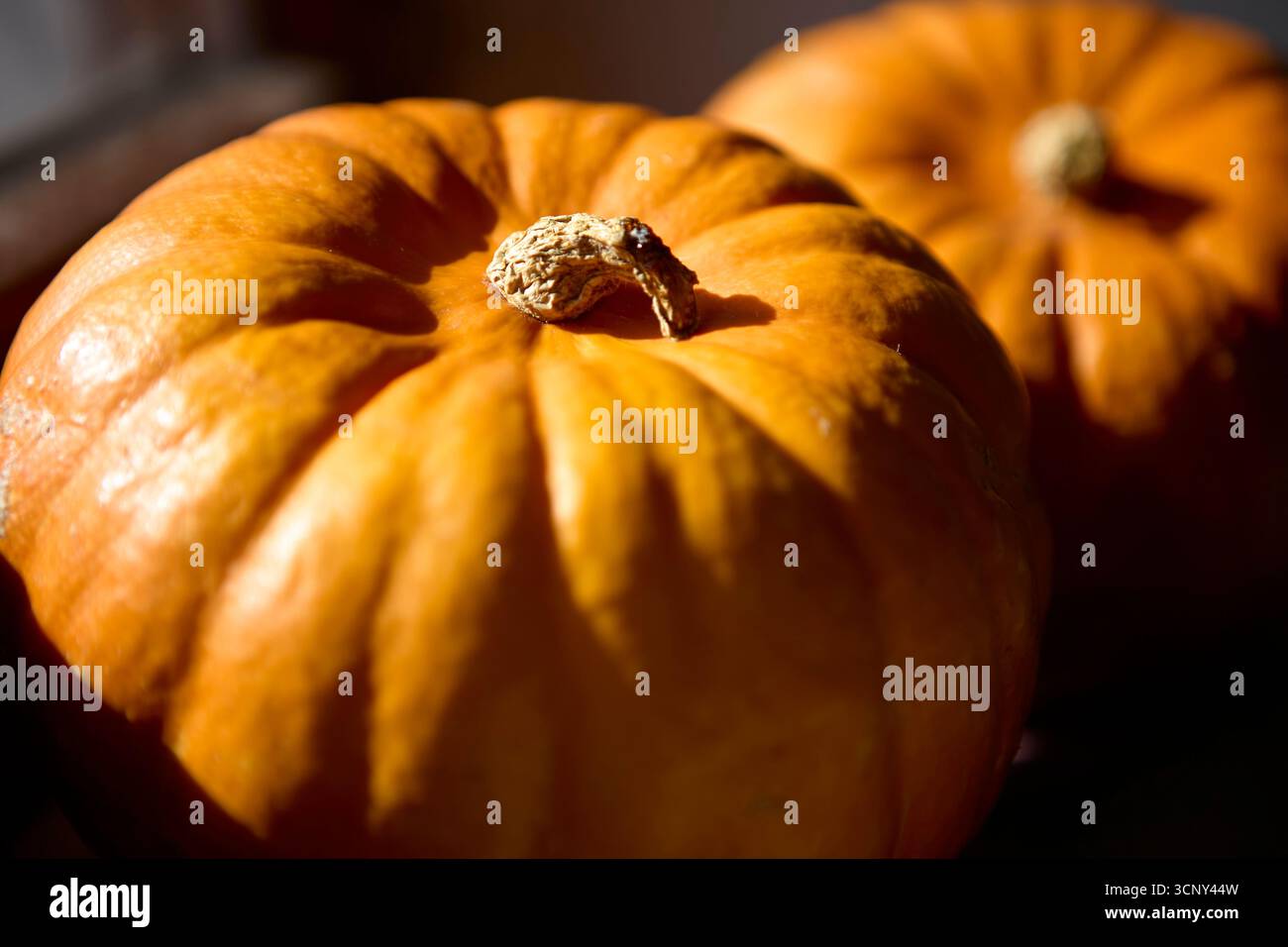 Primo piano della zucca arancione illuminata dalla luce del sole all'interno. La natura morta del raccolto autunnale si adatta all'accogliente tema decorativo di Halloween. Foto Stock