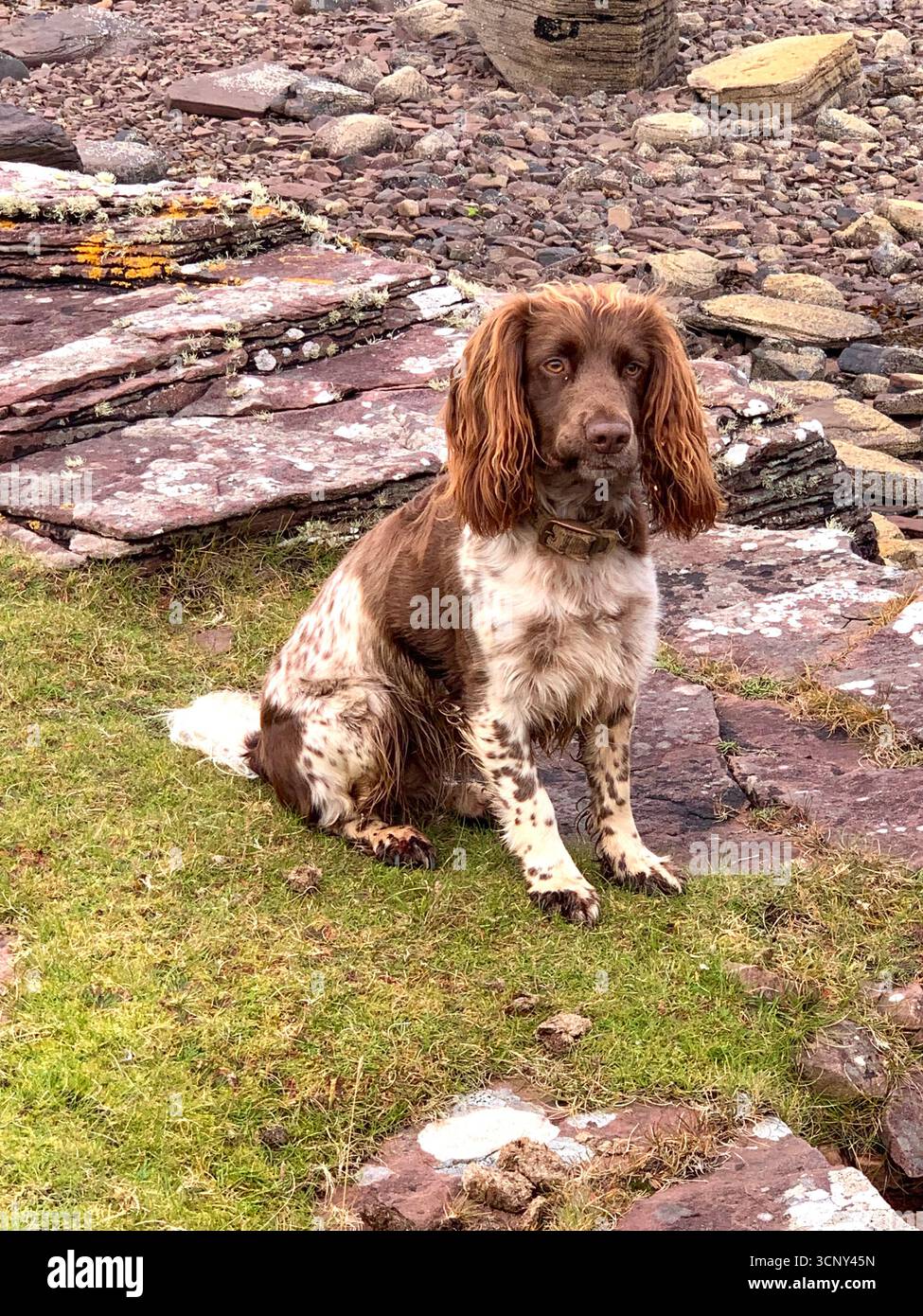 Inglese Springer Spaniel dog femmina corsa veloce capelli marrone bella rocce lingua panting speed exited look incredibile tipo Spotted sprocker - Immagine stock catturata con smartphone