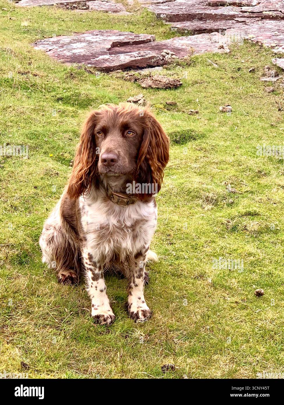 Inglese Springer Spaniel dog femmina corsa veloce capelli marrone bella rocce lingua panting speed exited look incredibile tipo Spotted sprocker - Immagine stock catturata con smartphone