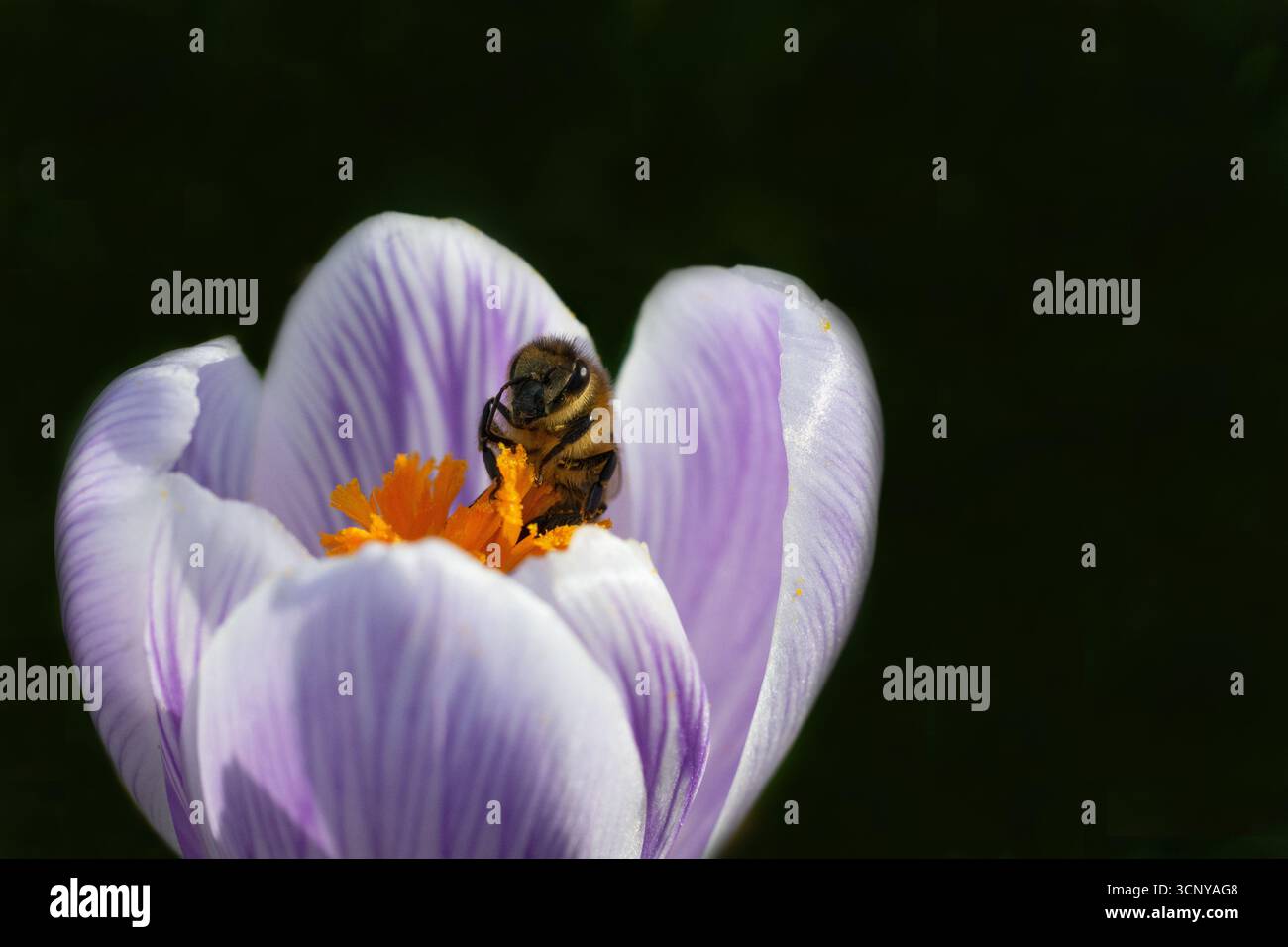 Apicoltura del miele che si nutre di un fiore di cocco a marzo. Impollinatori. Lampadine a molla. Comportamento degli insetti. Flora e fauna selvatiche. Sfondo nero Foto Stock