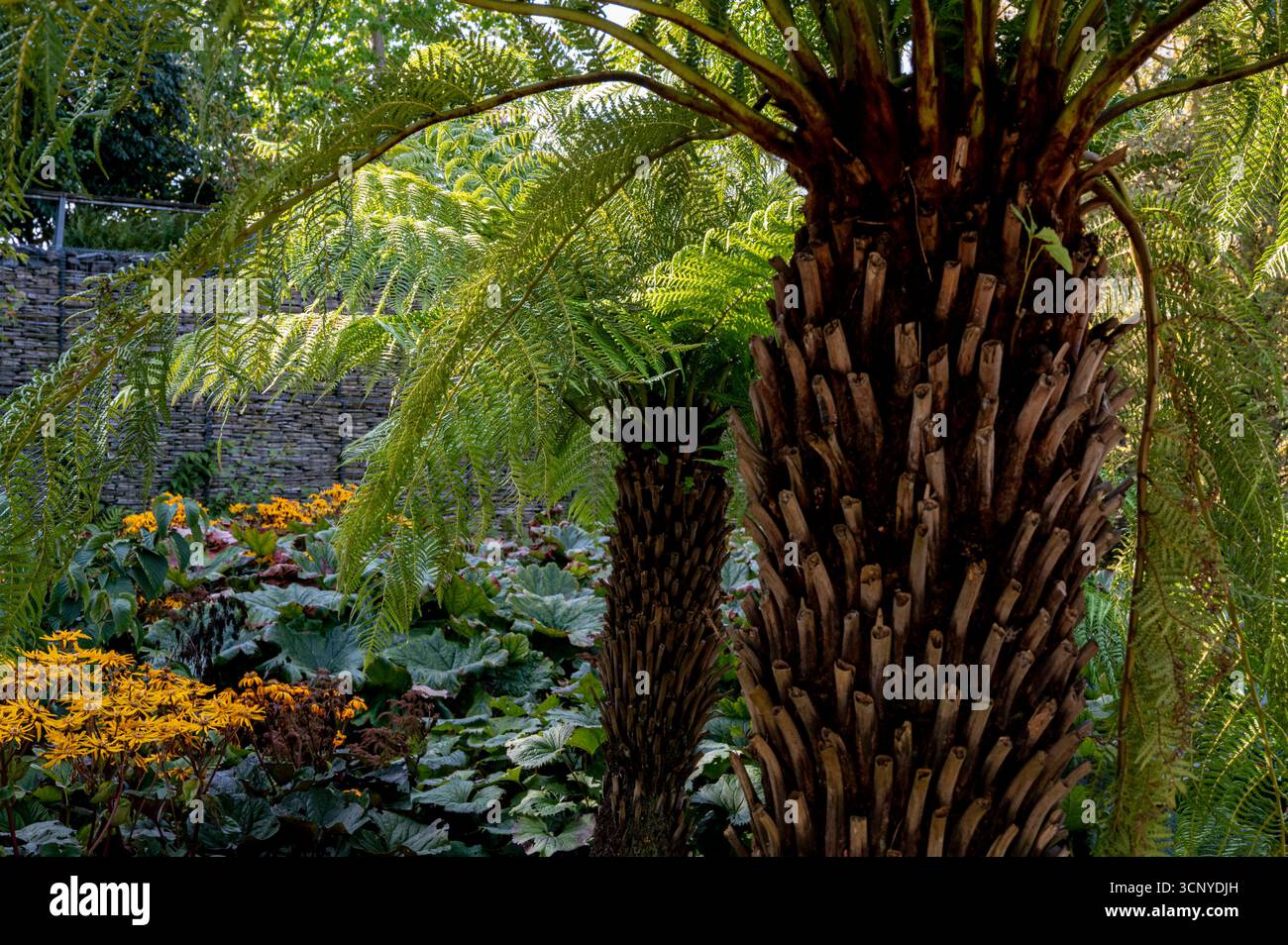 Dicksonia Antartica, Tree Fern, RHS Hyde Hall, Robinson Garden, inizio autunno. Foto Stock