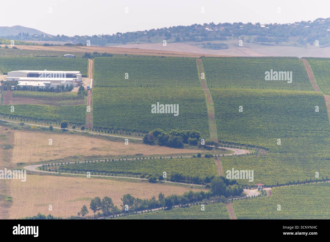 Il paesaggio dei vigneti e delle aziende vinicole crea il fascino rurale dell'Azerbaigian Foto Stock