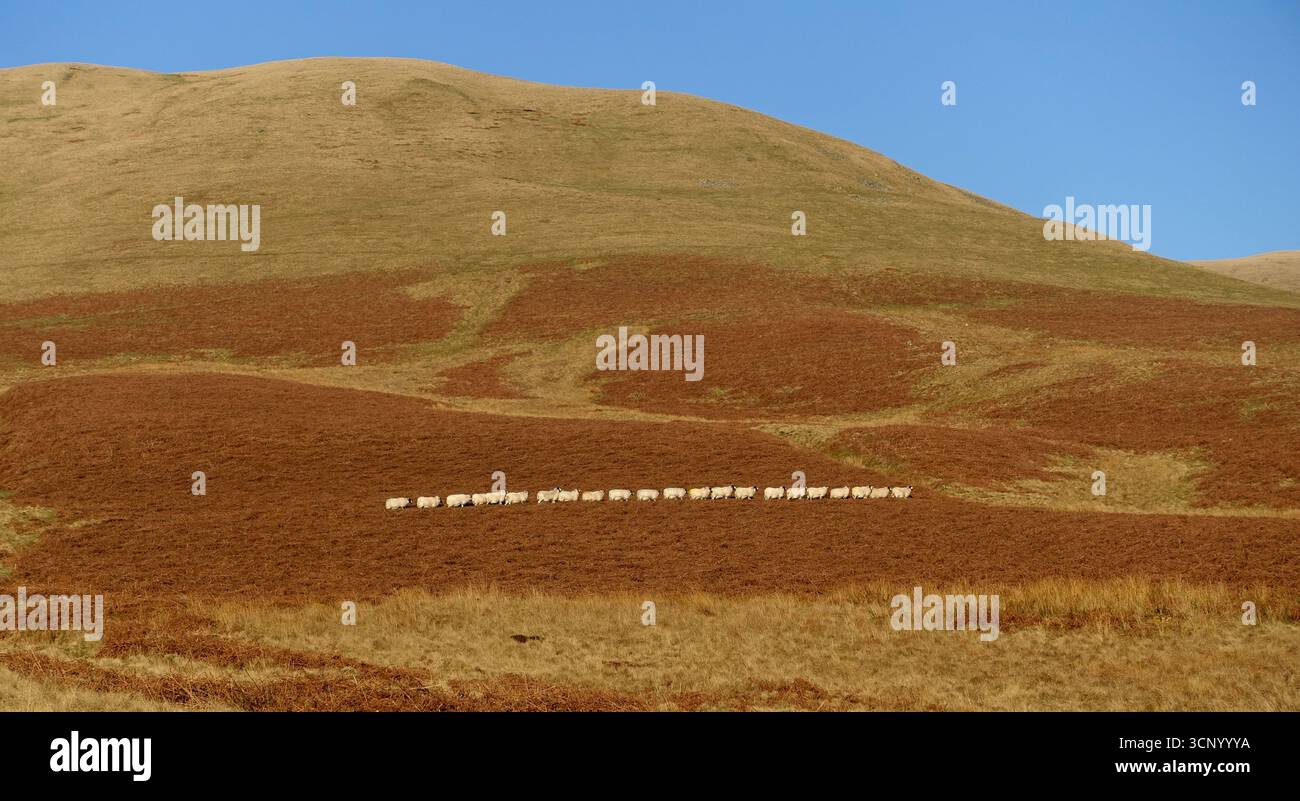 Herd of Hill Sheep camminando in linea in una collina sotto "Linghaw" sulla catena montuosa Howgills nel Lake District National Park, Cumbria, Inghilterra, Regno Unito. Foto Stock