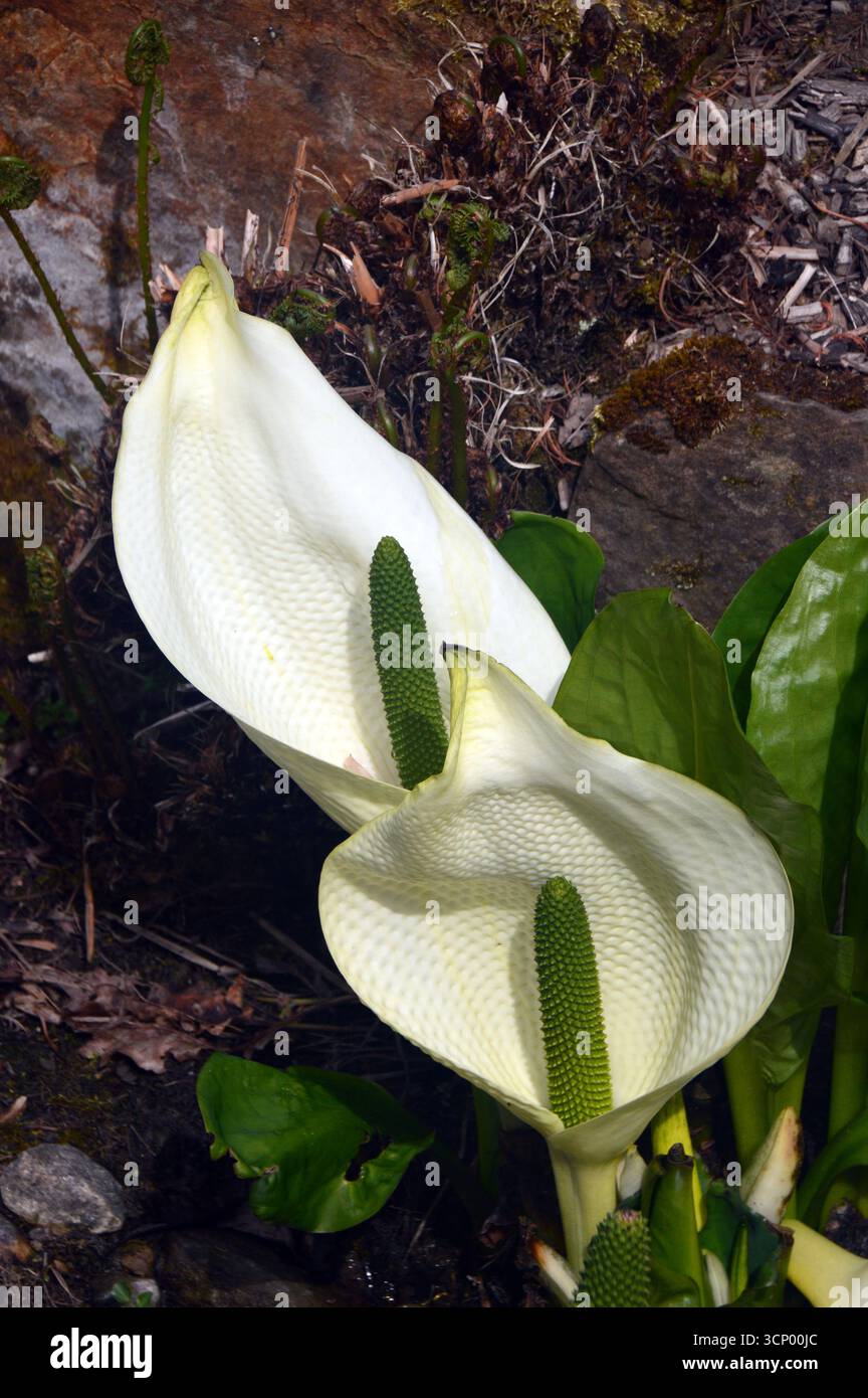 White Lysichiton Camtschatcensis "Asian Skunk Cabbage" Fiori simili ad Arum in mostra presso la Streamside presso RHS Garden Harlow Carr, Harrogate, Inghilterra. Foto Stock