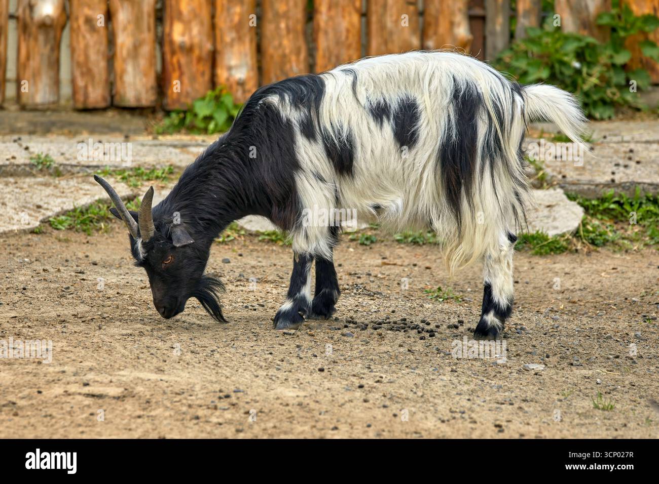 Immagine di una giovane capra con corna variegate Foto Stock