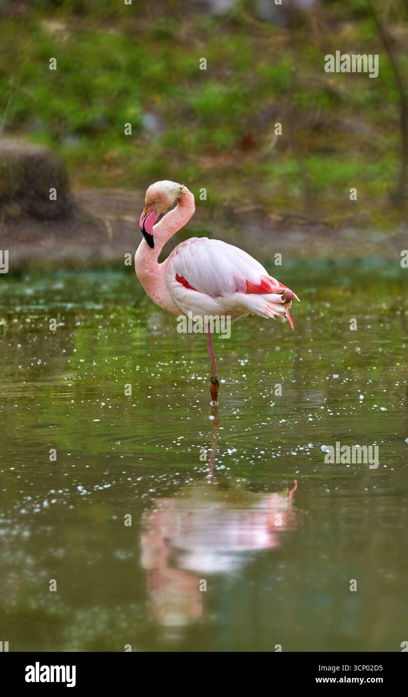 Immagine di un fenicottero rosa in piedi su una gamba Foto Stock