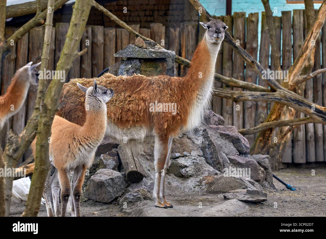 Immagine di un lama animale selvatico con un bambino in uno zoo Foto Stock