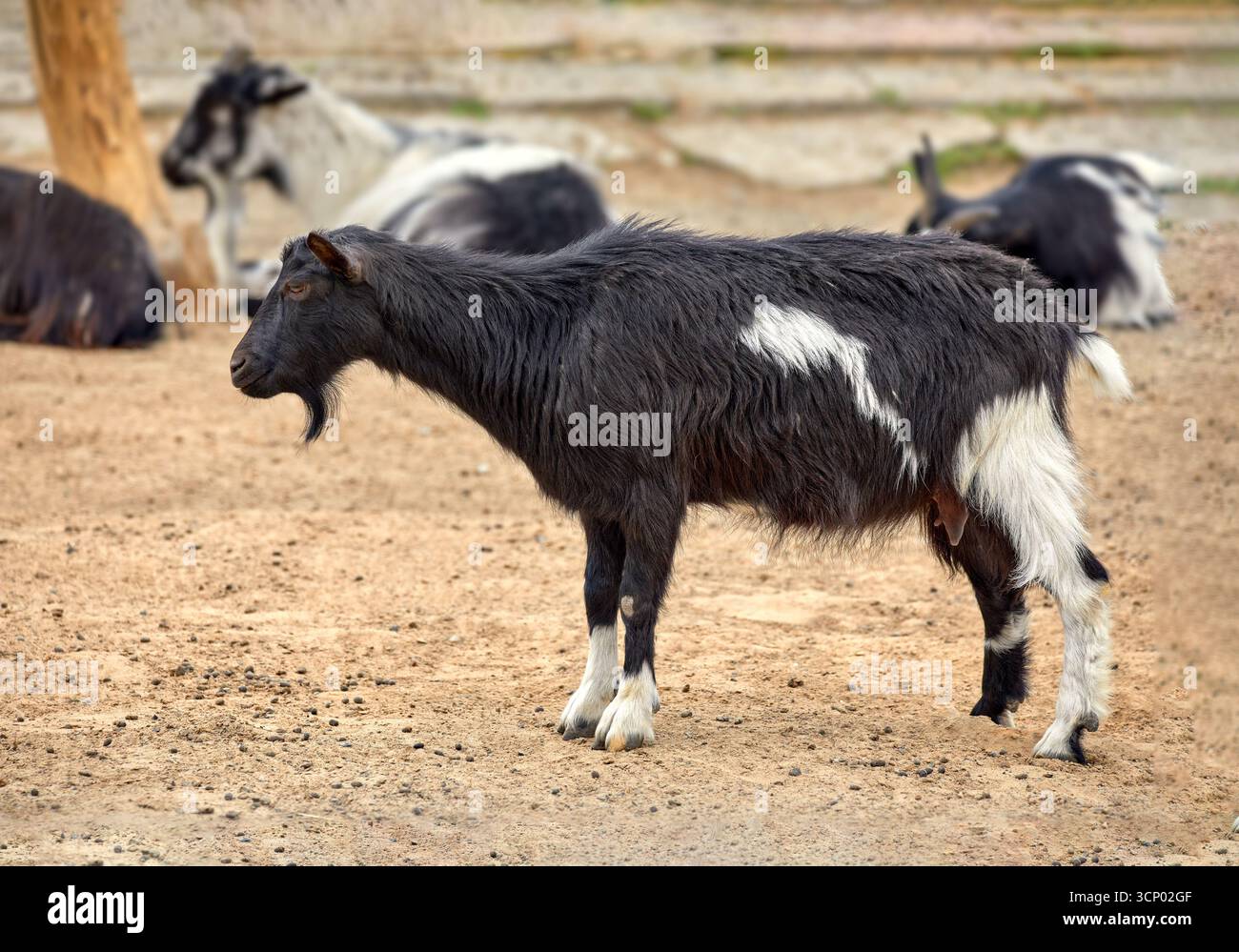 Immagine di una capra nera senza corna con macchie bianche Foto Stock