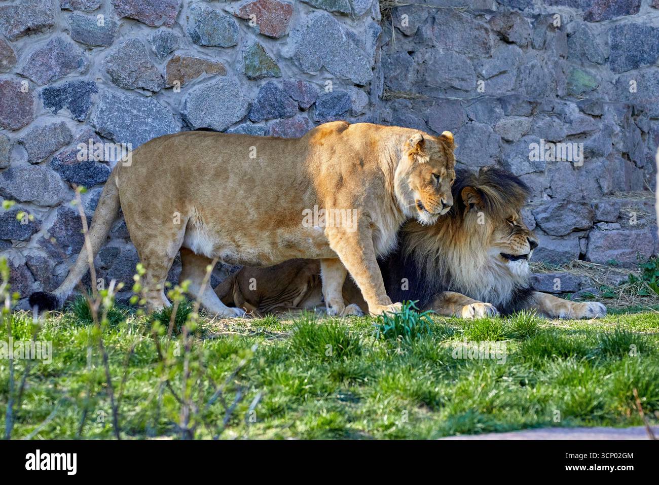 Immagine di una leonessa in piedi accanto a un leone disteso sull'erba di un recinto dello zoo Foto Stock