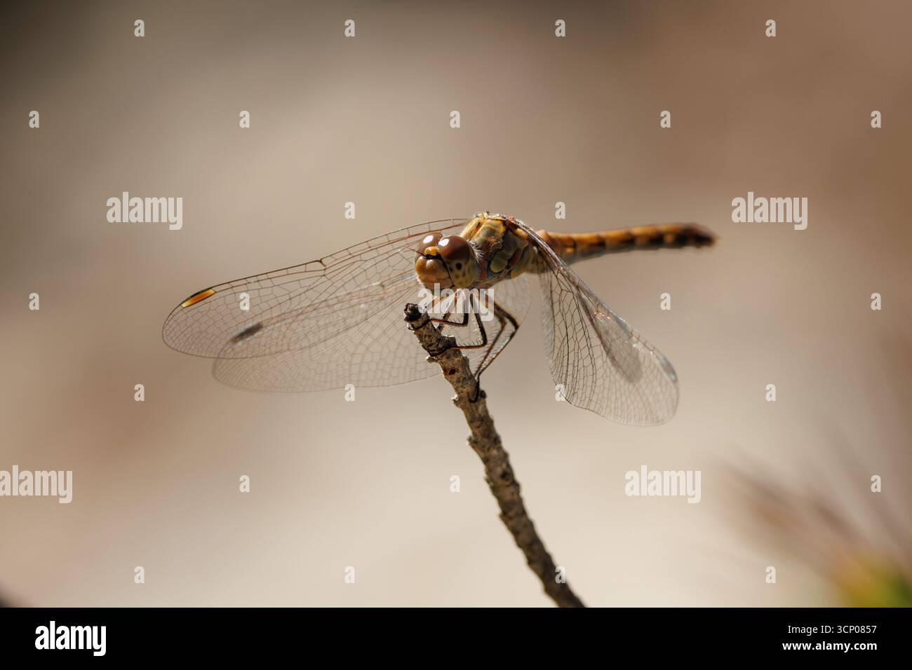 Scarlet dragonfly (Sympetrum fonscolombii) retroilluminato, arroccato su un ramoscello nel sottobosco, Alcoy, Spagna Foto Stock