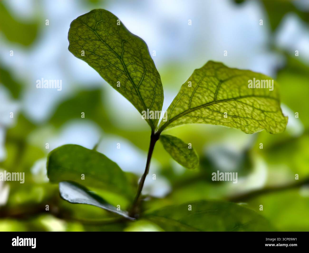 Foglia verde fresca e vena visibile alla luce del sole mattutino Foto Stock
