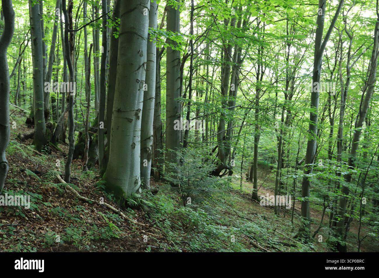 Vecchio faggio nella foresta sulla montagna dei Monti Bieszczady, Polonia Foto Stock