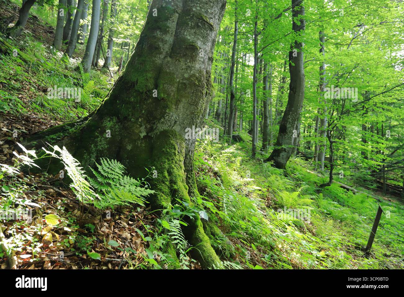 Faggio nei monti Bieszczady, Polonia. Processo al passo Orlowicz e Polonina Wetlinska Foto Stock