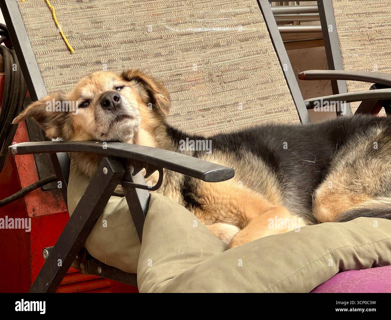 Il cane si rilassa su una sdraio all'aperto - Immagine stock catturata con smartphone
