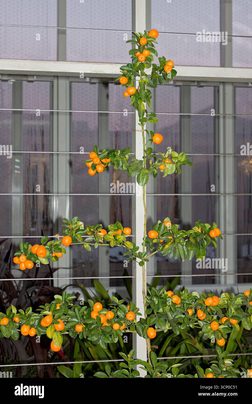 arancio espalier, frutta, addestrato, tecnica antica, coltivato in casa, West Conservatory, Longwood Gardens, Pennsylvania, Kennett Square, Pennsylvania, inverno Foto Stock