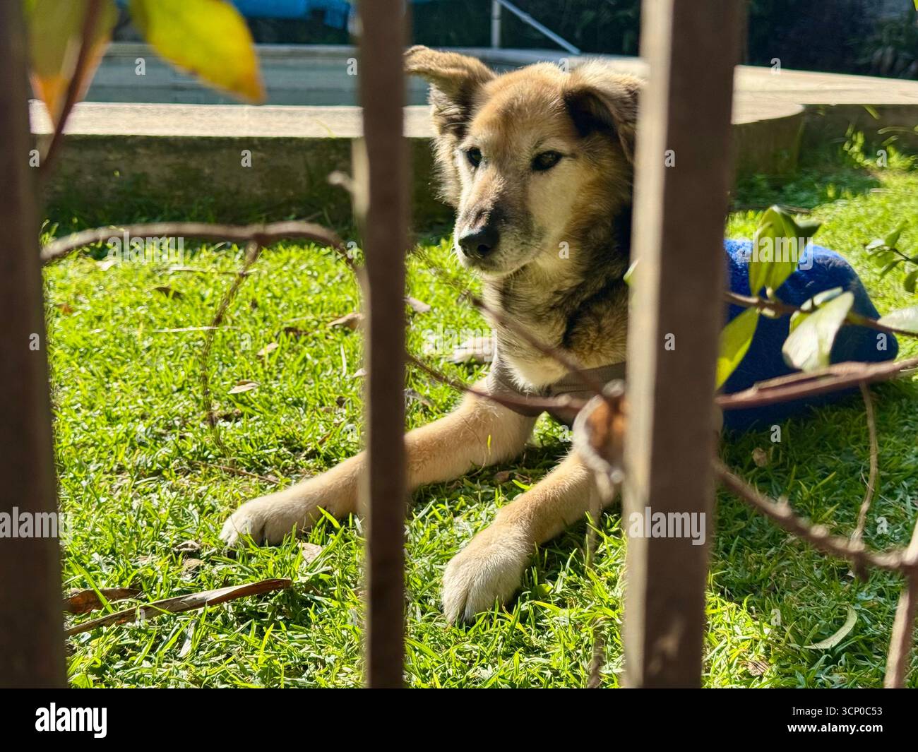 Un piccolo cane marrone e nero giace sull'erba verde di Buenos Aires, Argentina, godendosi una giornata di sole. - Immagine stock catturata con smartphone
