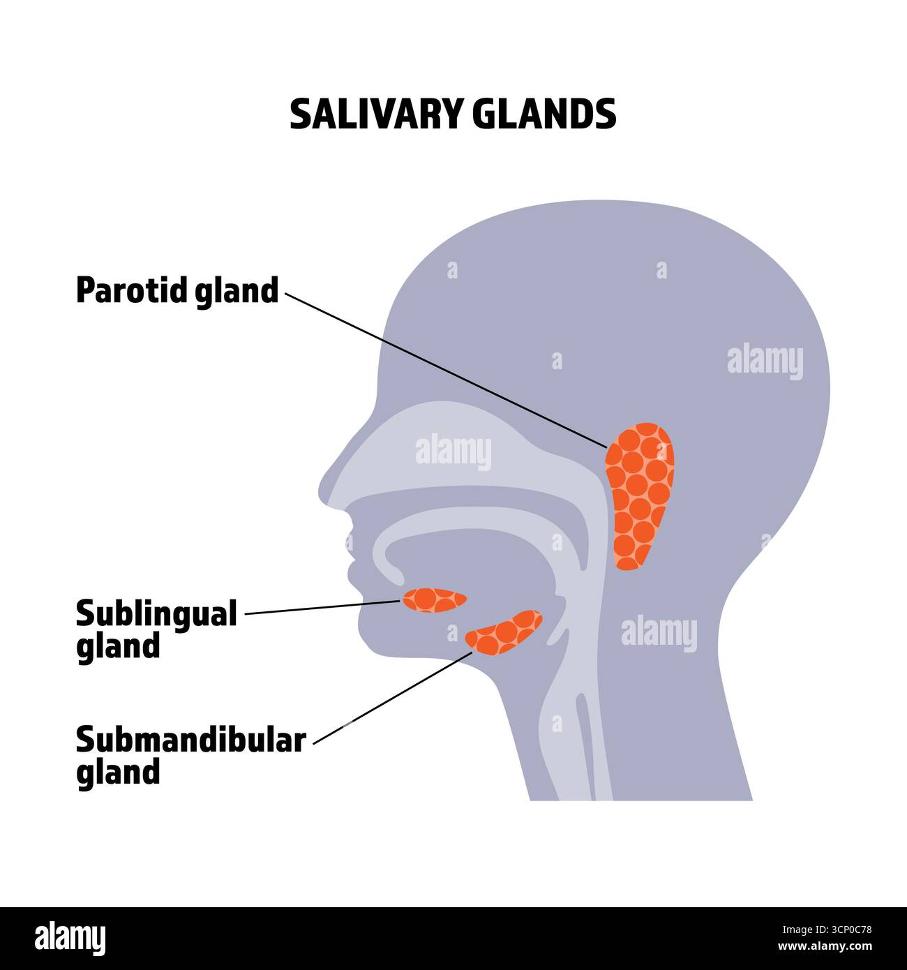 Ghiandole salivari umane, illustrazione anatomica con testo. Foto Stock