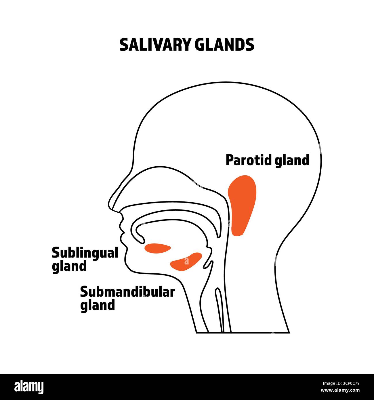Ghiandole salivari umane, illustrazione anatomica in linea con testo. Foto Stock