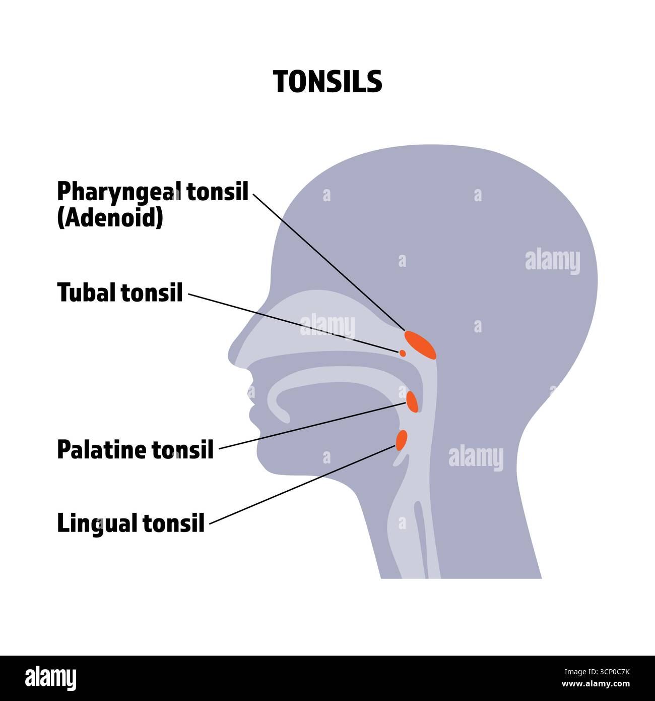 Tonsille, sezione trasversale della testa umana, tonsille e adenoidi. Foto Stock