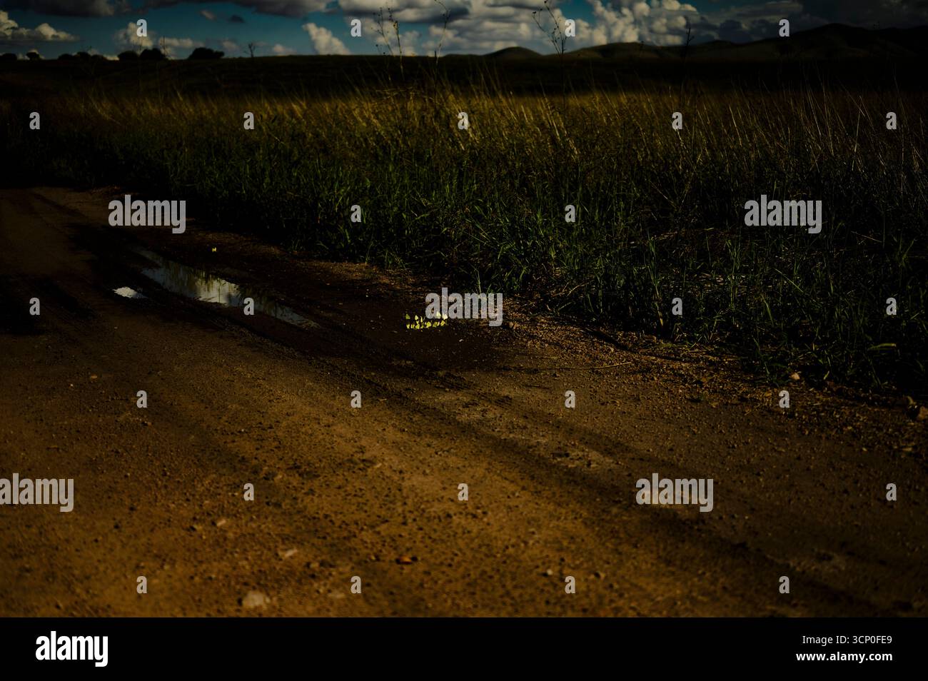 Farfalle gialle che si accoppiano nella San Rafael Valley, Arizona, dove è appena iniziata la costruzione di nuove mura di confine, minacciando la fauna selvatica Foto Stock