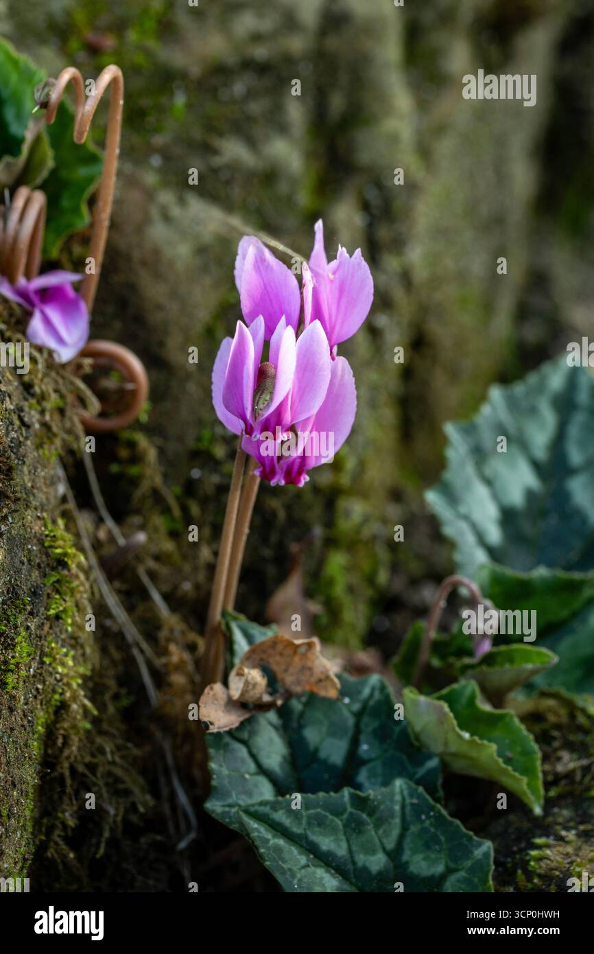 Delizioso Hederifolium ciclamino, ciclamino lievitato di edera, fiorito tra rocce coperte di muschio. Ritratto naturale di piante in fiore da vicino. Adorabile, Luminous Foto Stock