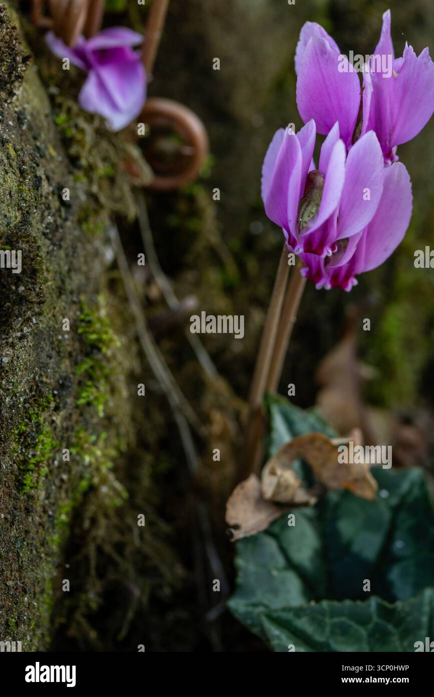 Delizioso Hederifolium ciclamino, ciclamino lievitato di edera, fiorito tra rocce coperte di muschio. Ritratto naturale di piante in fiore da vicino. Adorabile, Luminous Foto Stock