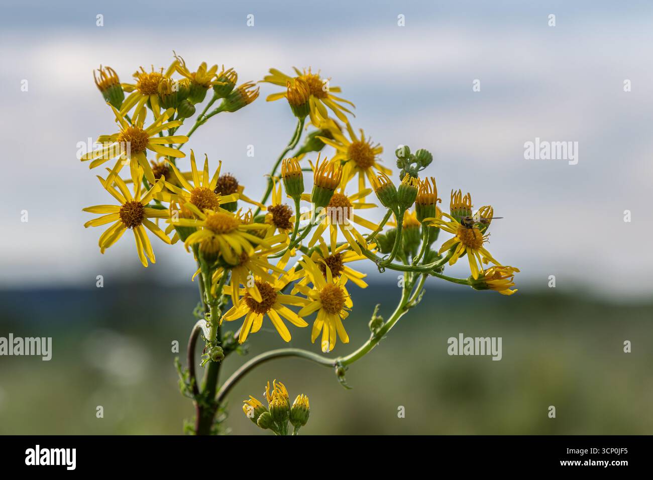I fiori gialli di Jacobaea vulgaris si stagliano su un paesaggio sfocato che mostra vivaci petali e intricati dettagli nella calda luce del sole. Foto Stock