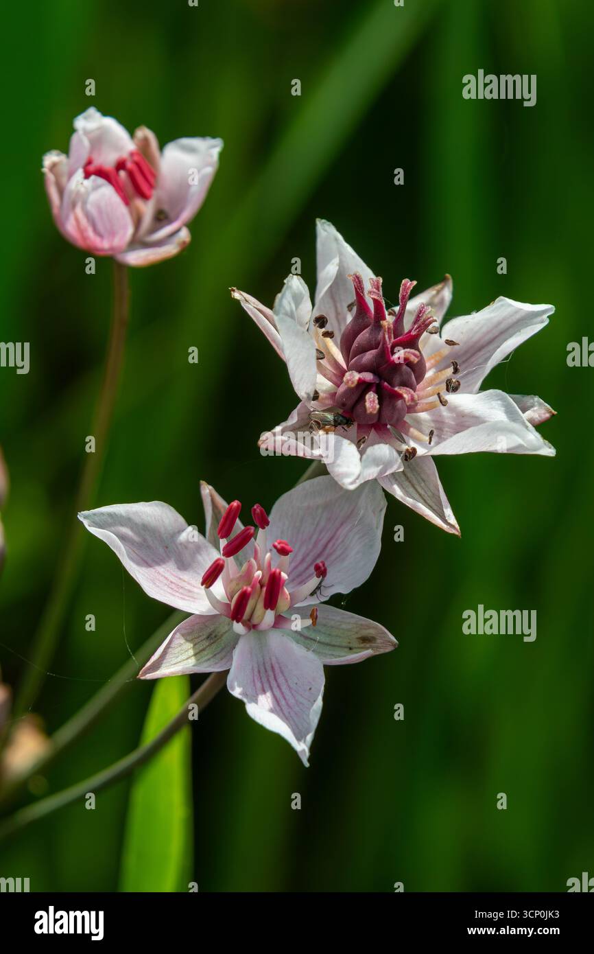 Tre squisiti fiori di punta in fiore espongono i loro suggestivi petali bianchi e rosa circondati da lussureggianti foglie verdi in una tranquilla zona umida. Foto Stock