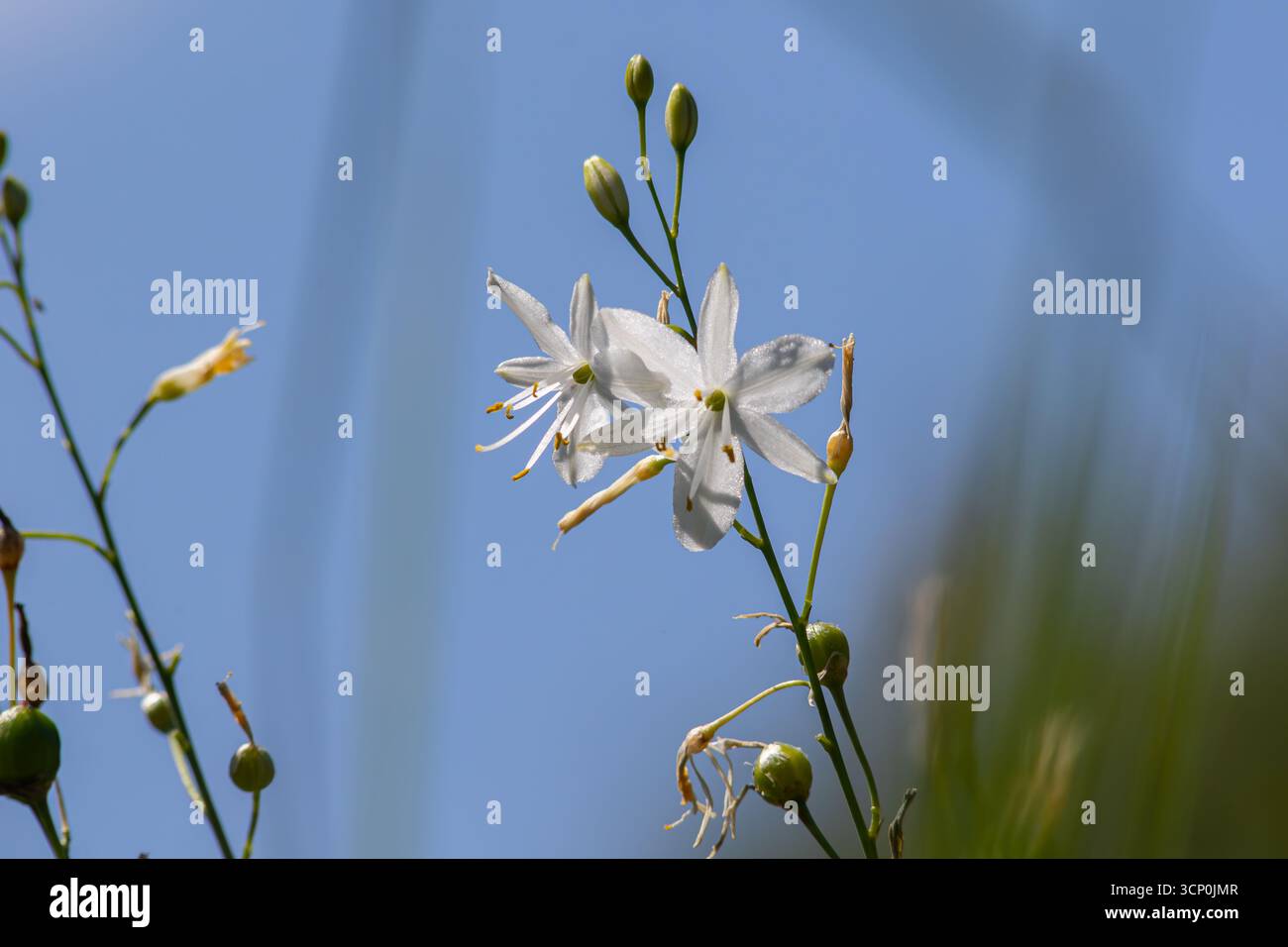 I fiori ramificati di giglio di San Bernardo sono in piena fioritura e mostrano petali bianchi su un cielo azzurro che ne evidenziano la bellezza in un ambiente naturale. Foto Stock