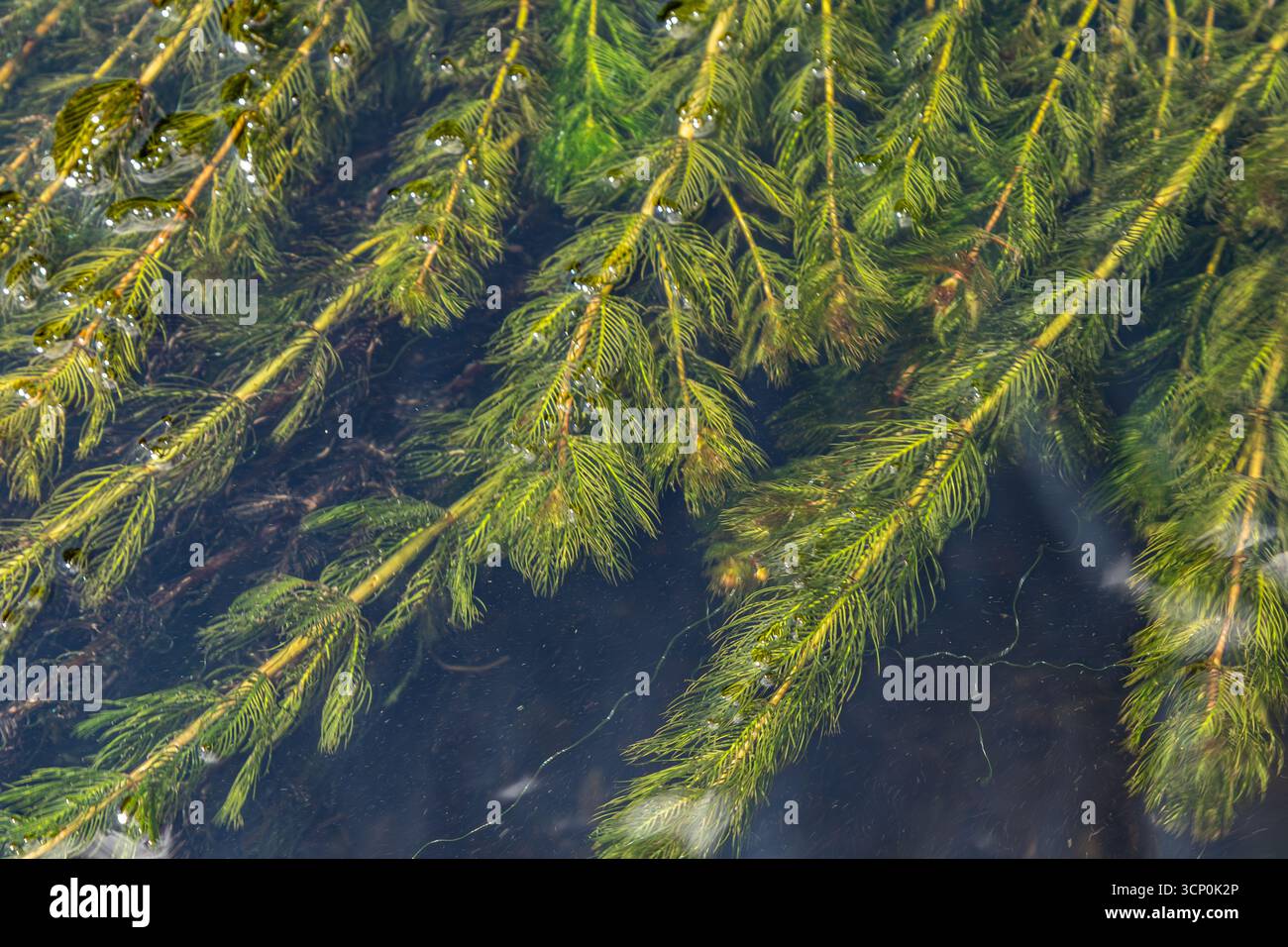 Il Ceratophyllum demersum comunemente noto come coda di rondine o erba di carna cresce abbondantemente in un ambiente di acqua dolce, mostrando il suo lussureggiante fogliame verde e l'uniqu Foto Stock