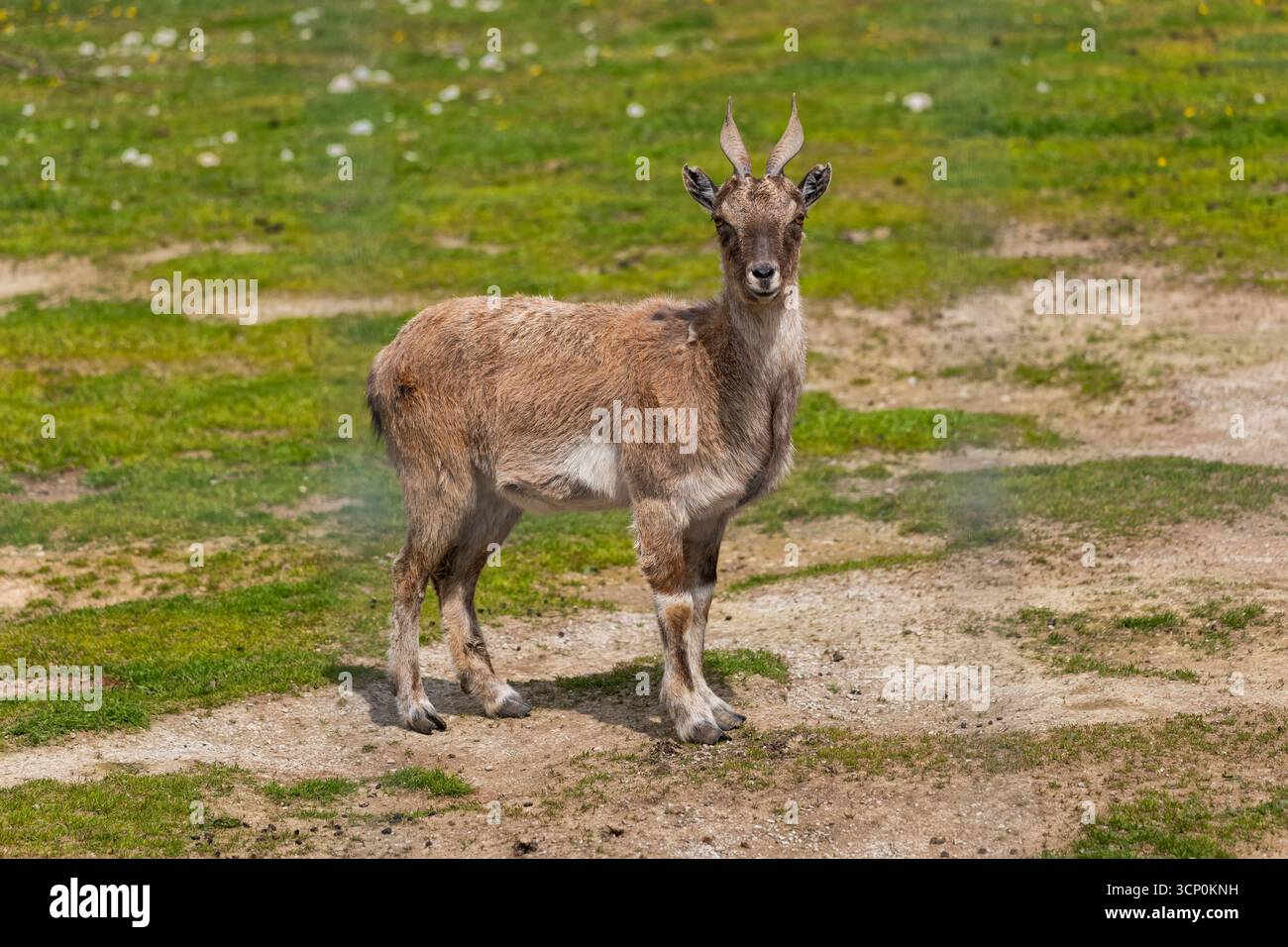 Markhor turkmenico (Capra falconeri heptneri) animale della famiglia Bovidae, originario delle regioni montane dell'Asia meridionale centrale e occidentale. Foto Stock