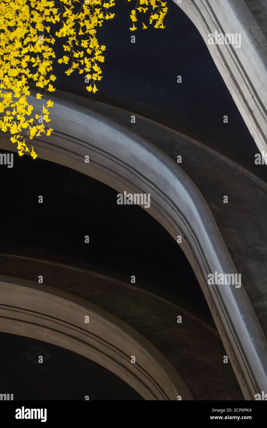 I fiori gialli brillanti drappeggiano accanto a ampi archi nello spazio scuro creando un contrasto drammatico ed eleganza architettonica Foto Stock