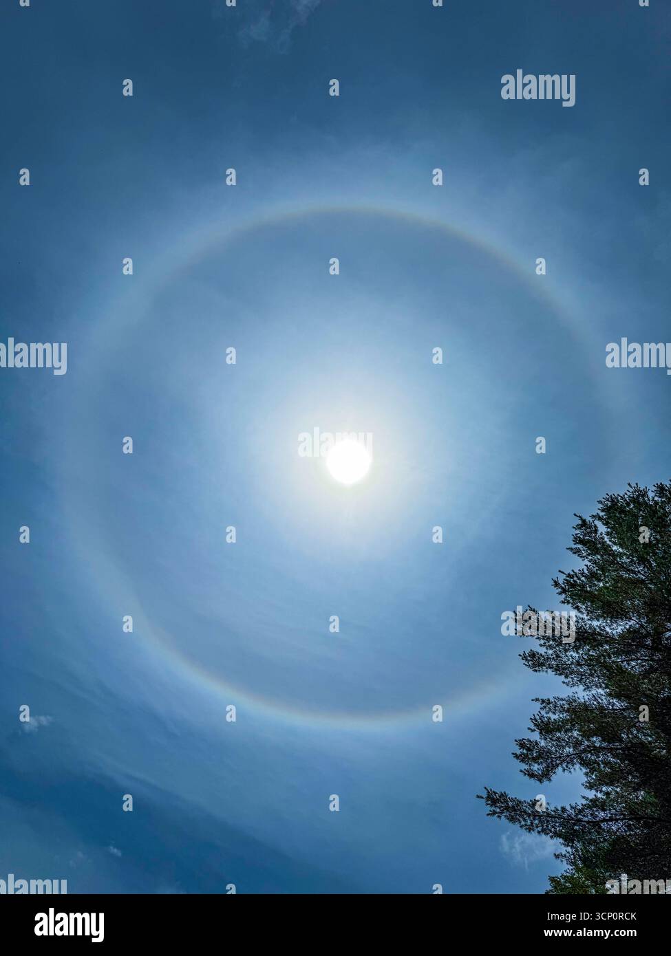 Immagine full frame di un alone solare nel cielo grigio blu con rami di alberi nell'angolo inferiore destro. Foto Stock