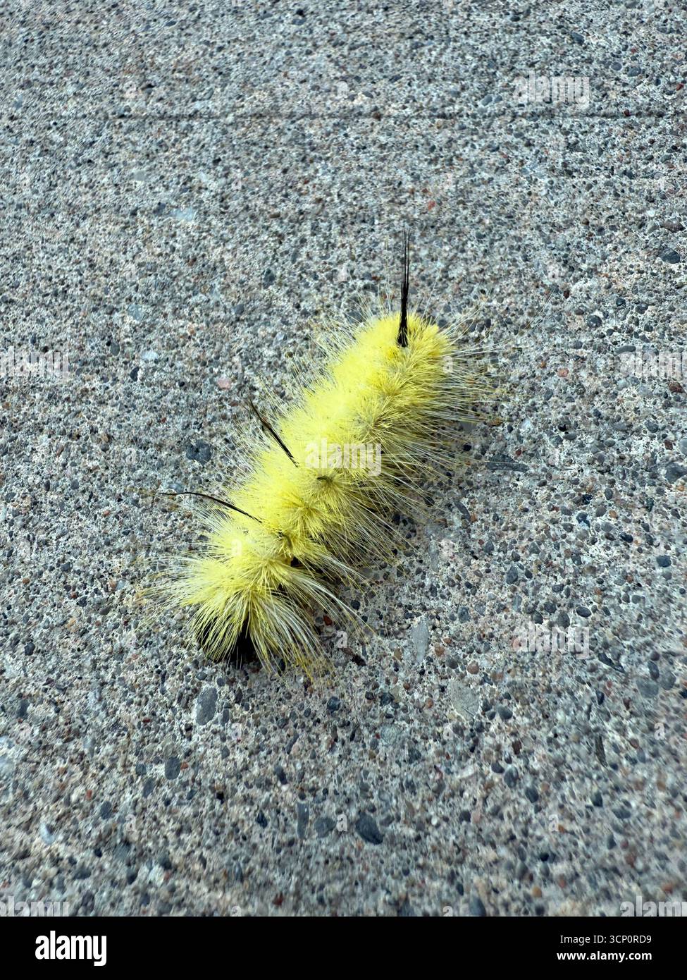 Soffice bruco giallo con punte nere su un marciapiede. Foto Stock