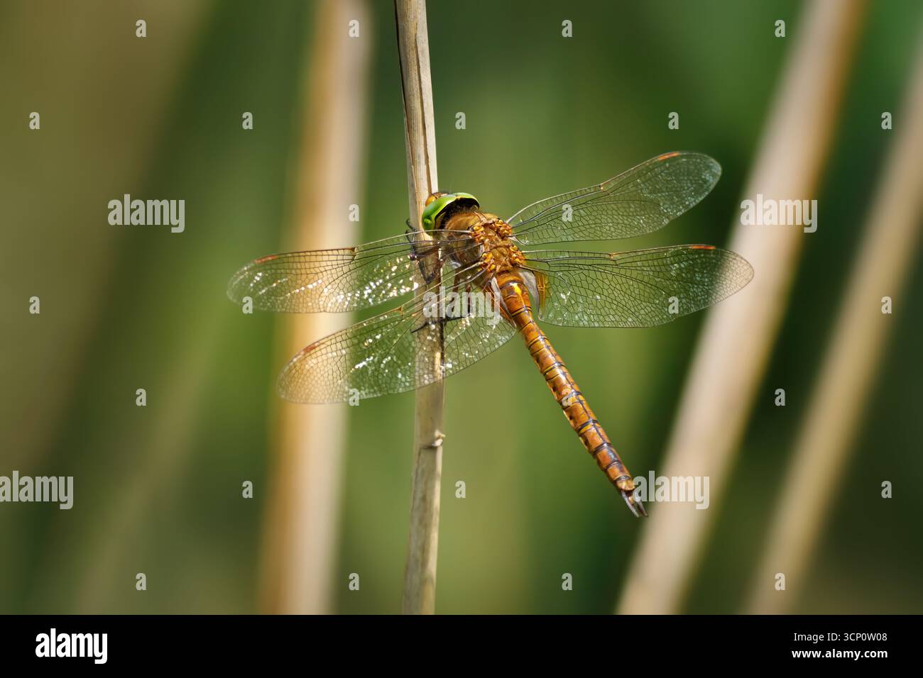 Hawker dagli occhi verdi (isocele di Aeshna) libellula seduta su una canna secca Foto Stock