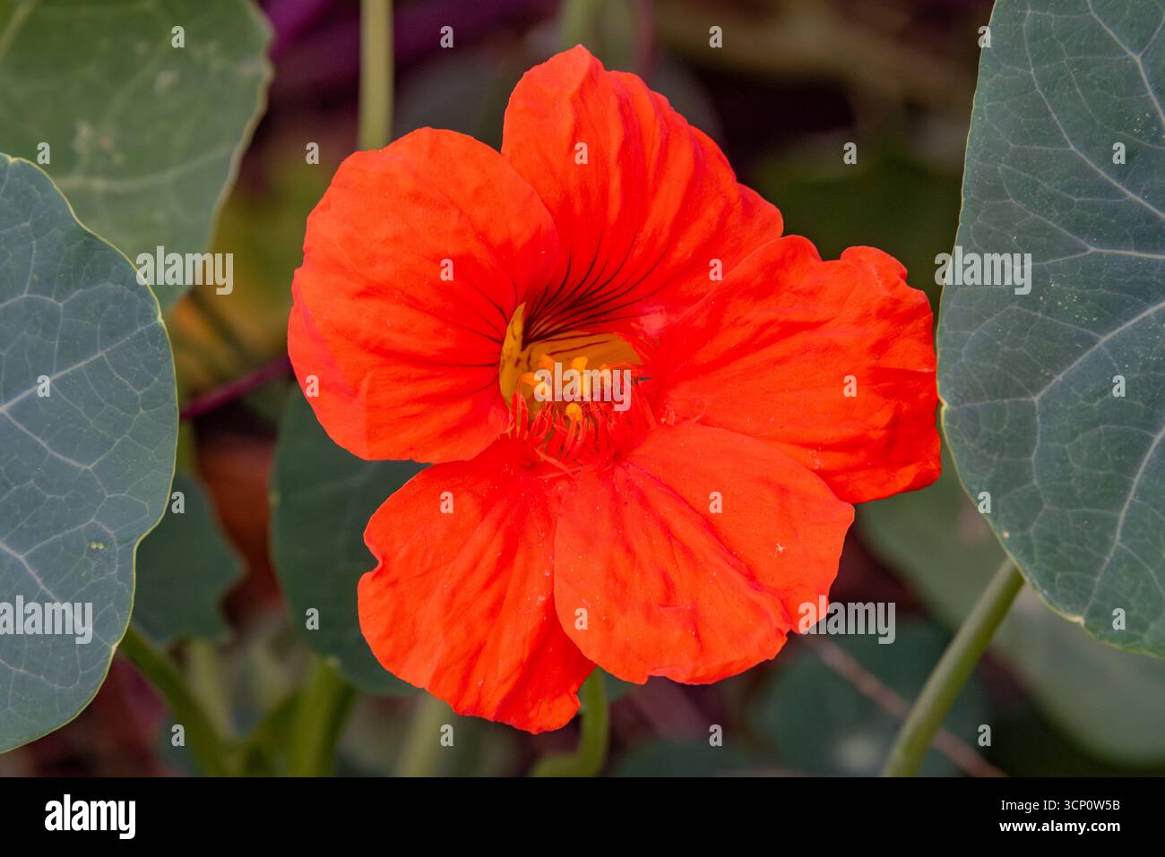 Late Summer Nasturtium Bloom, York City, Pennsylvania Foto Stock