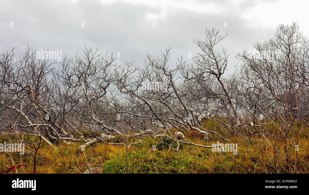 Paesaggio arido con rami contorti e vegetazione sparsa, che mostra la bellezza dell'autunno in una regione montuosa, evocando un senso di solitudine e. Foto Stock
