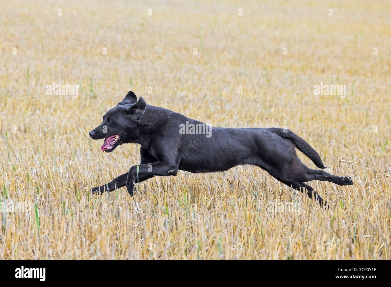 Cane da caccia / cane da caccia che attraversa il campo di stoppia Foto Stock