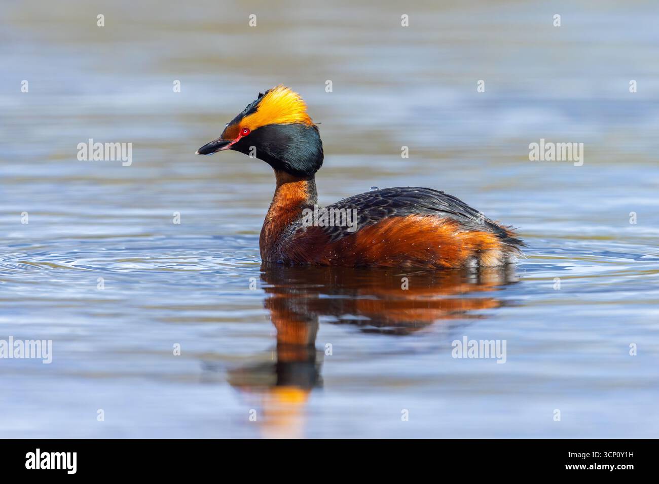 Grebe corna / grebe di Slavonia (Podiceps auritus) adulti in primavera nell'allevamento del piumaggio che nuota nello stagno Foto Stock