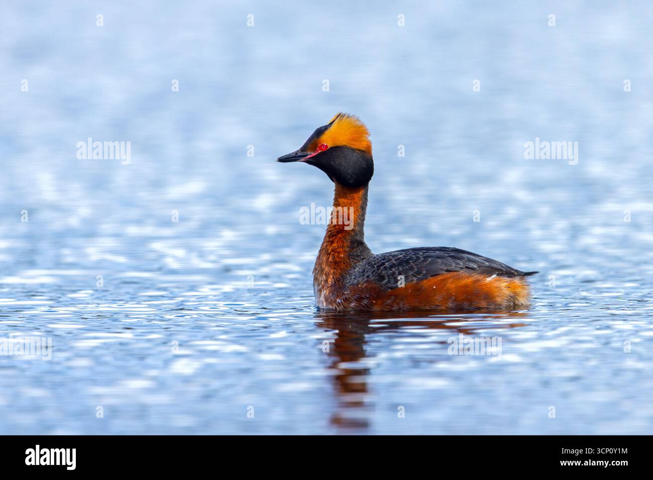 Grebe corna / grebe di Slavonia (Podiceps auritus) adulti in primavera nell'allevamento del piumaggio che nuota nello stagno Foto Stock