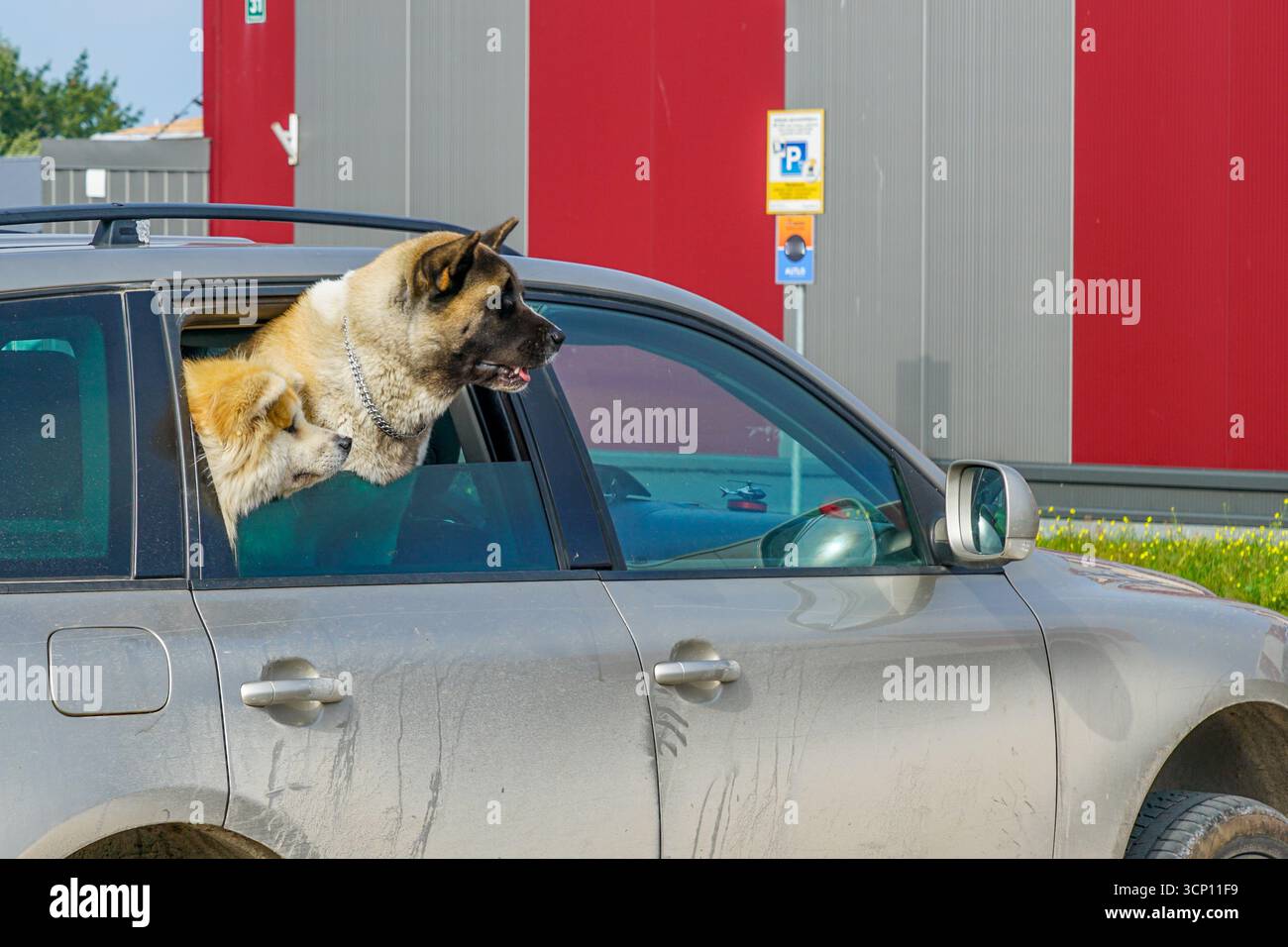 Due cani siedono in un'auto parcheggiata, guardando fuori dal finestrino mentre aspettano che il proprietario ritorni dal negozio Foto Stock
