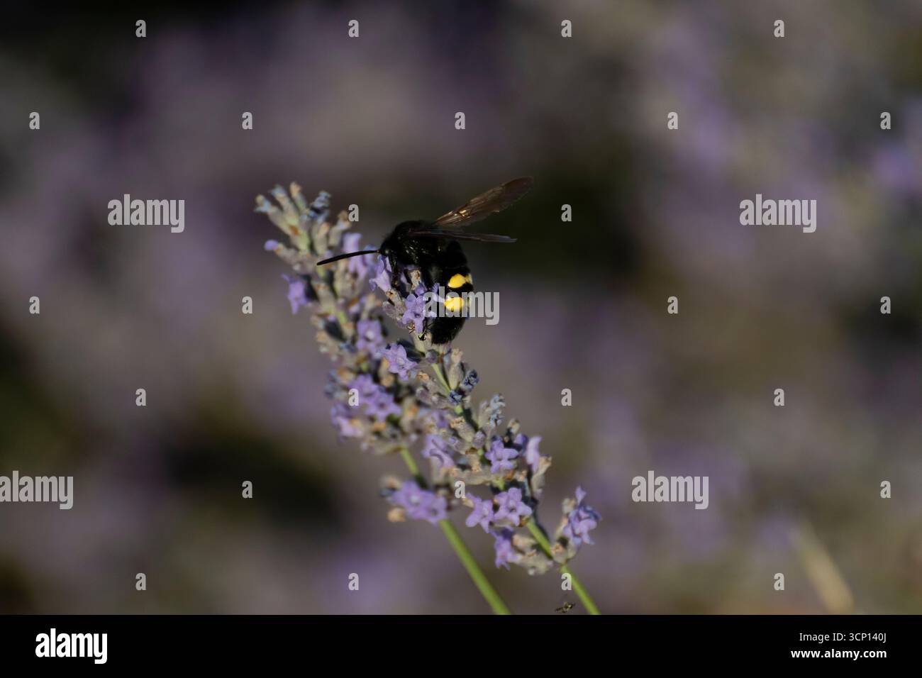 Un'ape raccoglie il nettare dai delicati fiori viola in un giardino vivace sotto la luce dorata del sole. Foto Stock