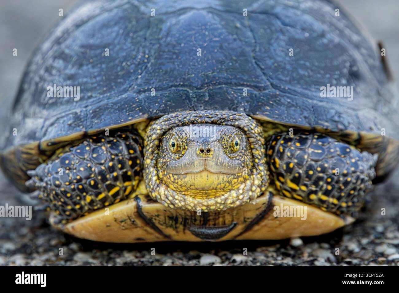 Primo piano di una tartaruga europea di stagno (Emys orbicularis) rivolta verso la fotocamera mentre si crogiola sul cemento. Ripresa a Bucarest, Romania. Foto Stock