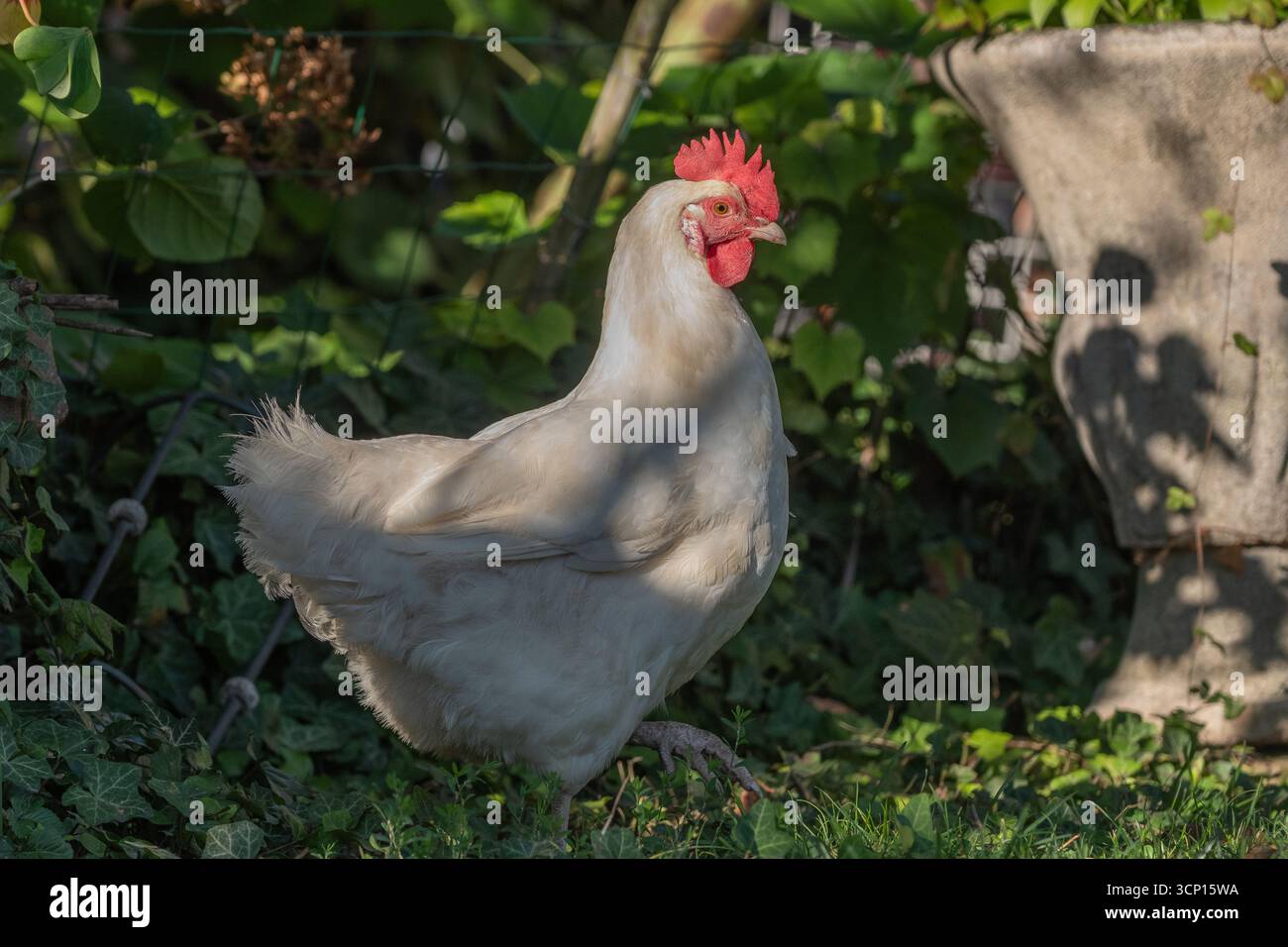 White hen esplora il giardino verde sotto il dolce sole della sera. Si avvicina alle piante e ai fiori, creando una scena pacifica e naturale. Alsazia, Grand est, p. Foto Stock