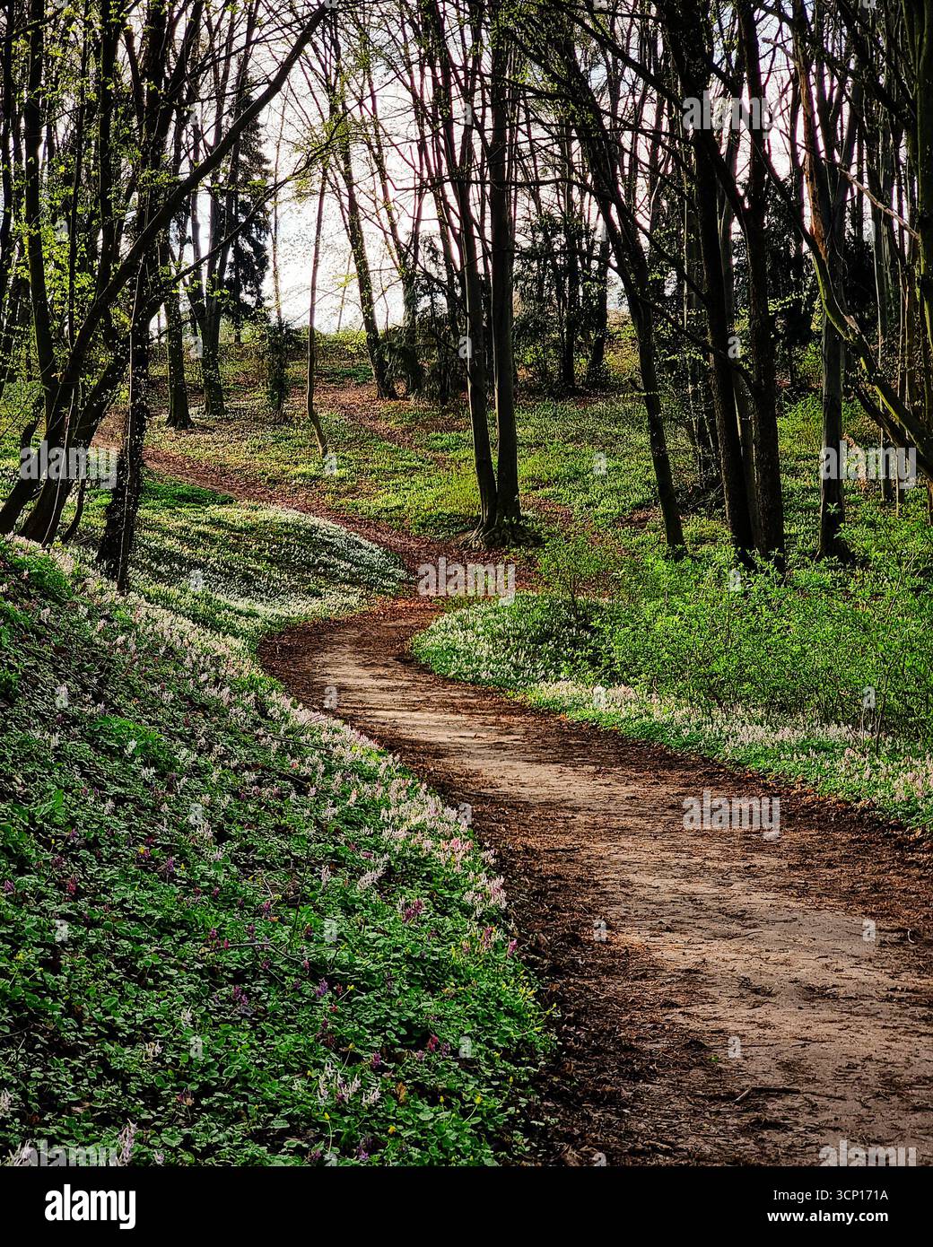 Percorso tortuoso nella verde foresta primaverile. Sentiero pedonale che gira a sinistra in un bosco in una giornata di sole primaverile. Foto Stock