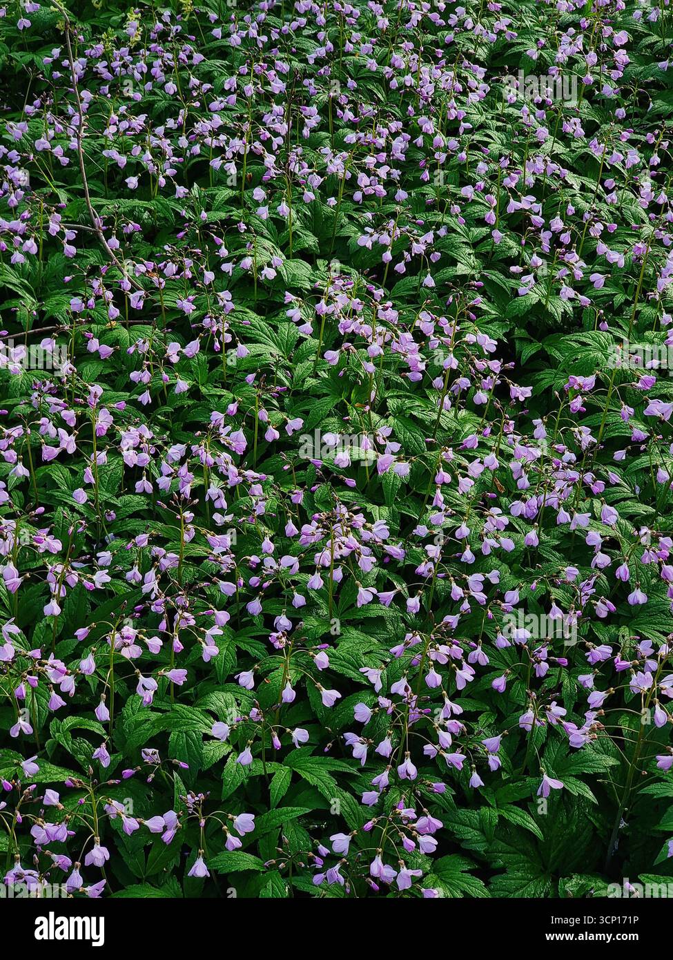 Terreno nella foresta ricoperto di fiori selvatici. Cardamine quinquefolia pianta in raggi di sole la mattina di primavera. Foto Stock