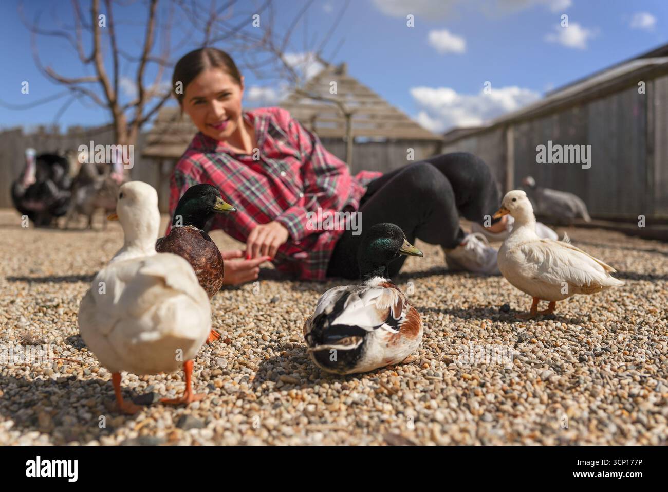 Giovane donna in camicia che posa a terra vicino a un gruppo di anatre, piccole pietre rotonde, dettaglio ravvicinato, foto di campo poco profonda Foto Stock